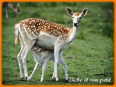 פאזל של Biche et son petit