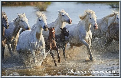 Chevaux Camarguais