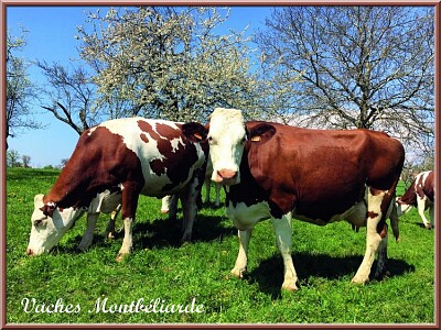 Vaches Montbéliardes jigsaw puzzle