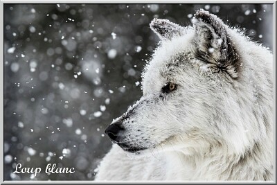 פאזל של Loup blanc