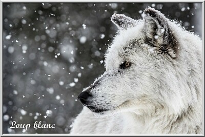 Loup blanc jigsaw puzzle