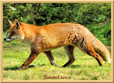 Renard Roux