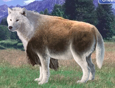 פאזל של Arctic Wolf Bison