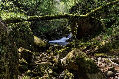 Les sous-bois du Laxia Itxassou jigsaw puzzle