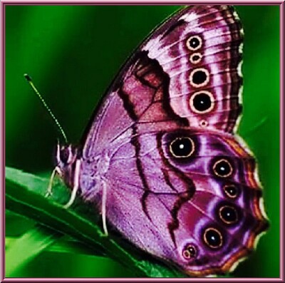 Papillon