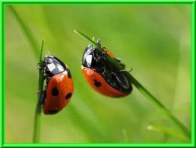 Coccinelle jigsaw puzzle