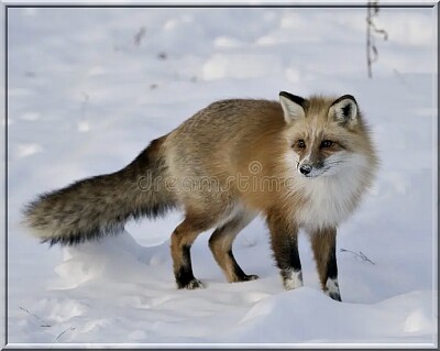 Renard jigsaw puzzle