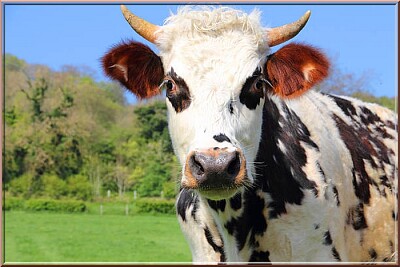 Vache Normande jigsaw puzzle