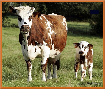 פאזל של Vache et son veau