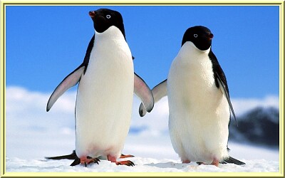 פאזל של Pingouins