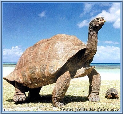 Tortues géantes jigsaw puzzle