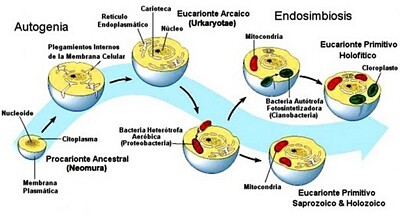 2A endosimbiosis