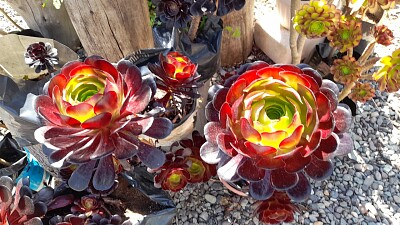 פאזל של AEONIUM