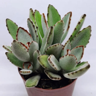 KALANCHOE TOMETOSA