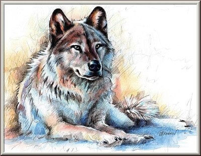 Dessin de loup