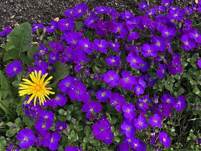 Dandelion in purple flowers
