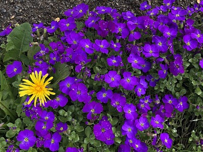 Dandelion in purple flowers
