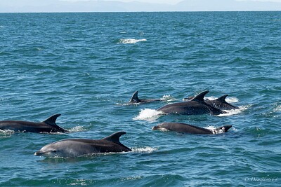 Dauphins Pays basque