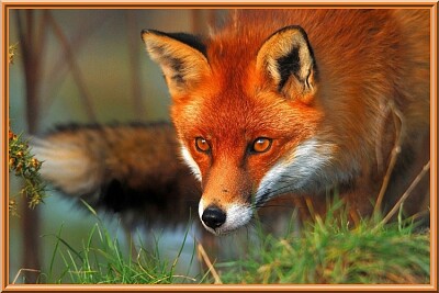 Renard jigsaw puzzle