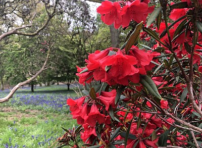 Rhododendron   bluebells, Winkworth, Surrey