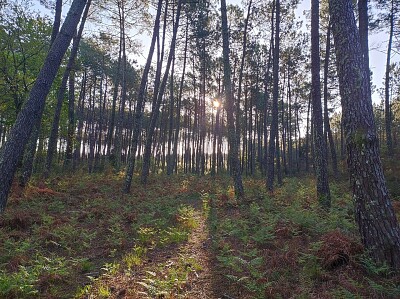 Forêt Landaise - Commensacq jigsaw puzzle