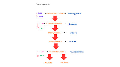 glicolise fase 2