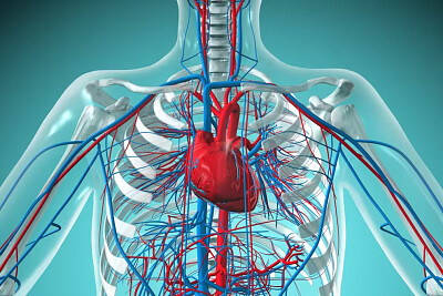 Es el organo principal del sistema circulatorio jigsaw puzzle