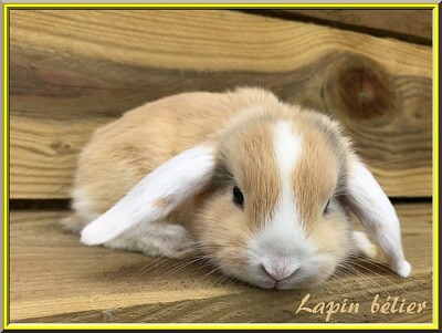 Lapin Bélier