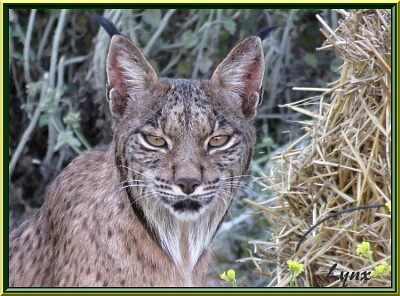 Lynx