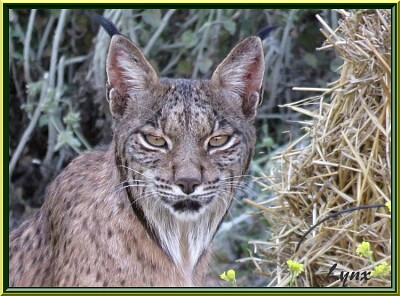 Lynx jigsaw puzzle