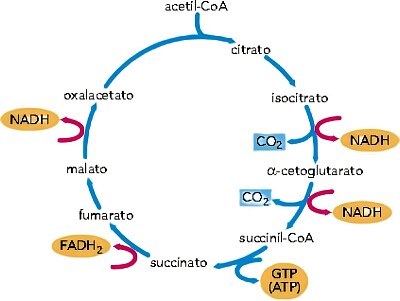 Ciclo de Krebs