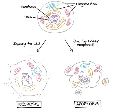 Necrose/ apoptose