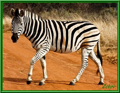 Zebre