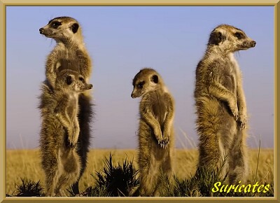 Suricates