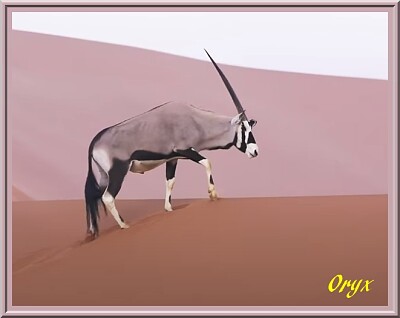 Oryx jigsaw puzzle