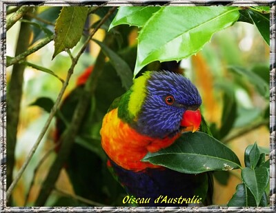 Oiseau d 'Australie