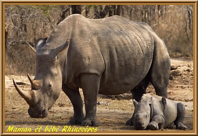 maman et bébé rhinocéros