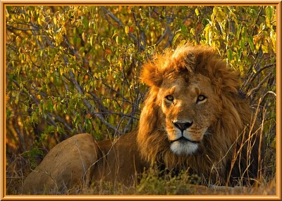 Lion couché jigsaw puzzle