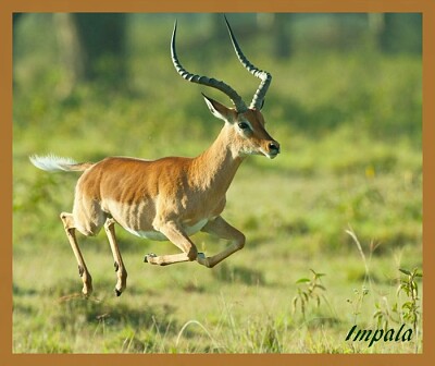 Impala