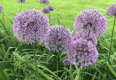 Alliums at Buscot Park jigsaw puzzle