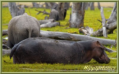 Hippopotames