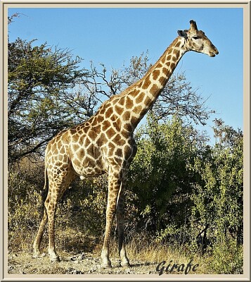 Girafe