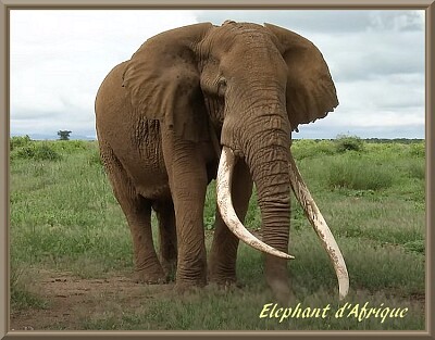 Elephant d 'Afrique