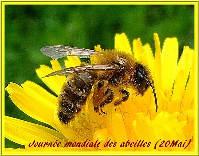 Abeille