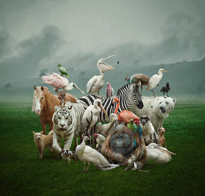 animales