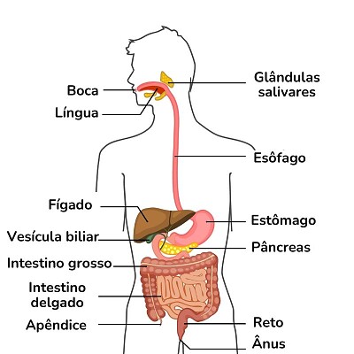 Sistema Digestório