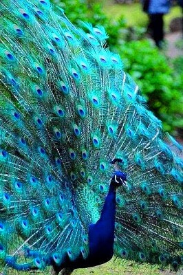 animales