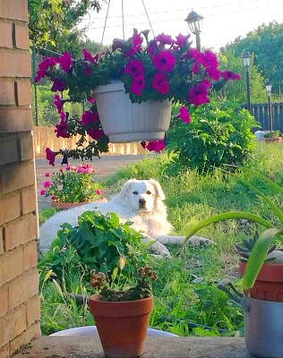 perro