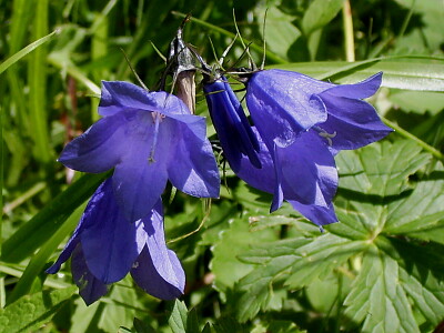 Wiesen Glockenblume