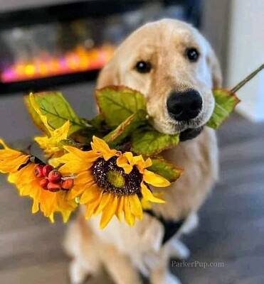 perro